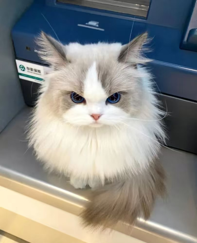 Bakit ang mga pusa ay may penchant para sa mga mataas na lugar?
