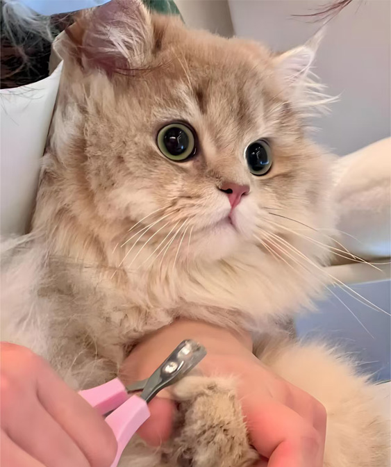 Mga Produkto ng Cat Grooming: Pagpapanatiling malinis at komportable ang iyong kitty